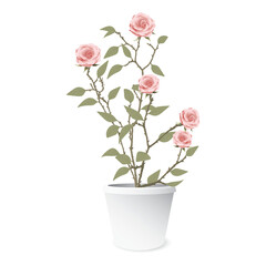 Rose bush ina a white pot isolated graphic illustration.