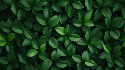 Obraz premium A lush, vibrant display of green leaves, creating a dense and soothing natural backdrop.