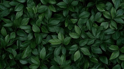 Fototapeta premium A close-up view of lush green leaves, creating a textured and vibrant natural background.