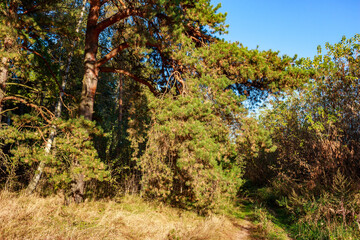 A path running along the edge of a pine forest