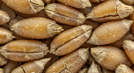 Obraz premium Macro Shot Of Dry Wheat Grains Exhibiting Detailed Texture And Natural Imperfections