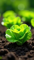 Healthy lettuce plants thrive in sunlight-drenched soil, showcasing lush foliage , summer, macro