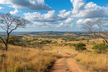 Dirt road winding through dry cerrado landscape with golden grasses