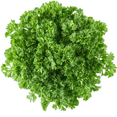 Pristine White Background Showcases Vibrant Green