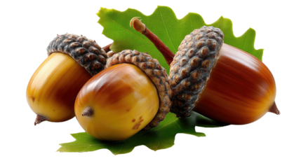 Acorn with leaf: A cluster of acorns with their textured caps rests upon vibrant green leaves, a close-up shot that encapsulates the quiet beauty of nature's intricacies.
