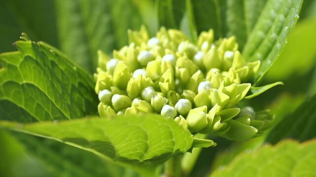 咲き始めのアジサイ 5倍スローモーション