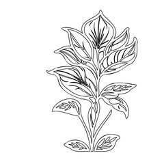 Elegant botanical outline illustration with stylized leaves and linear details