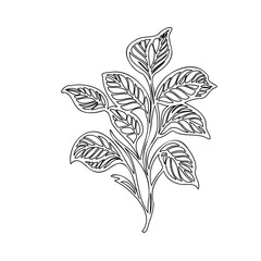 Elegant botanical line drawing featuring leaves and stems on a clean backdrop