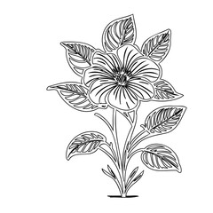 Detailed botanical illustration showcasing a flowering plant with intricate leaves