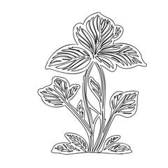 Botanical Line Art: Detailed Tropical Plant Illustration for Creative Projects
