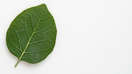 Obraz premium A vibrant green leaf with intricate vein patterns, set against a plain background, showcasing its natural beauty and texture.