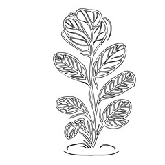 Single line botanical art illustration, minimalist plant drawing on white