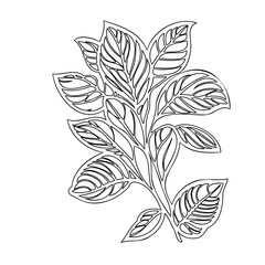 Botanical outline drawing showcasing a leafy stem for design elements