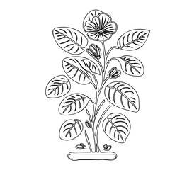 Delicate floral illustration featuring a potted plant with budding blooms and large leaves