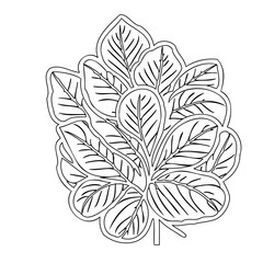 Delicate Foliage Outline: Intricate Botanical Design for Coloring or Graphic Art