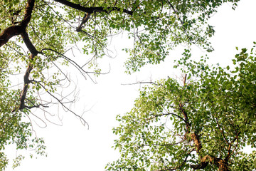 view from below of branches of a tree with leaves on transparent