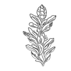 Botanical line art: Elegant protea floral arrangement for creative design elements