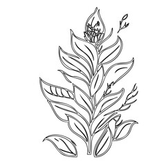 Intricate botanical illustration showing budding flora, showcasing leaf vein details