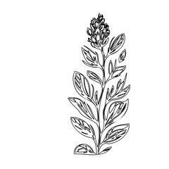 Elegant botanical line art illustration of a flowering plant on white background