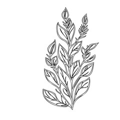 Elegant botanical line drawing evoking calm minimalist floral composition