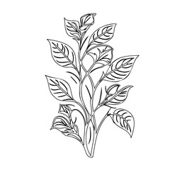 Delicate leaf outline illustration against white background for aesthetic design