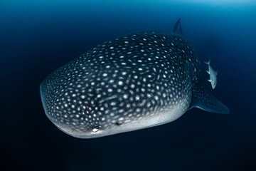 Whale Shark Swimming Gracefully in the Open Ocean