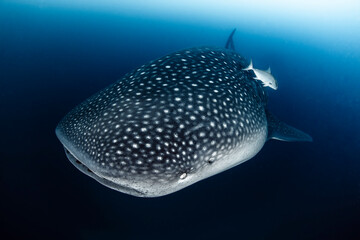 Whale Shark Swimming Gracefully in the Open Ocean