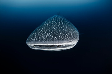 Whale Shark Swimming Gracefully in the Open Ocean
