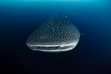 Whale Shark Swimming Gracefully in the Open Ocean