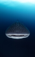 Whale Shark Swimming Gracefully in the Open Ocean