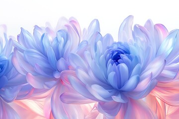 Obraz premium Close-up of Pastel Blue and Pink Chrysanthemums Blossoming against a Soft, Bright Backdrop for Beauty Ad