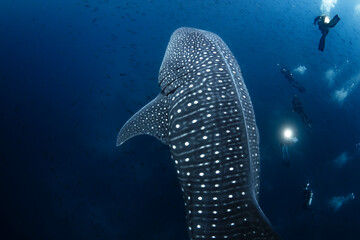 Whale Shark Swimming Gracefully in the Open Ocean