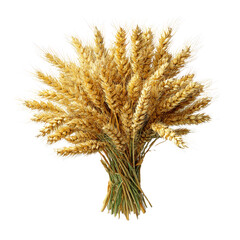 Fototapeta premium Isolated wheat bunch golden harvest grain crop agriculture field ripe food stems sheaf nature close up