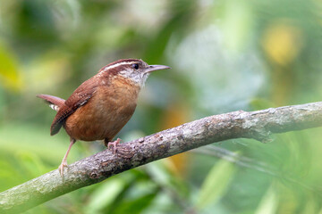 Carolina wren (Thryothorus ludovicianus) in Sarasota, Florida