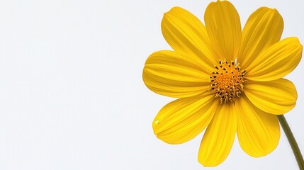 Obraz premium Sunflower in Full Bloom Concept. Bright Yellow Flower with Delicate Petals Against a Clean White Background in Natural Light