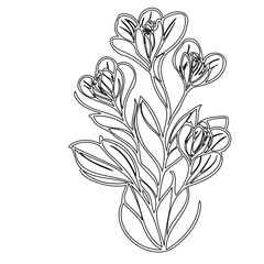 Intricate floral outline design, elegant blooming crocus illustration vector