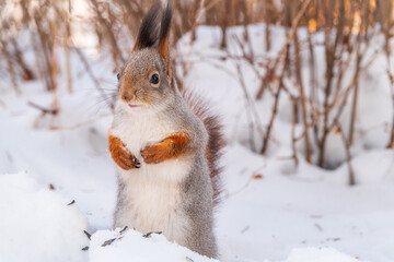 Portrait of a squirrel in winter on white snow background