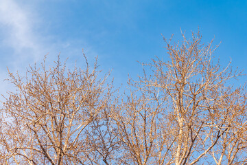poplar branches, covered with buds against the blue sky