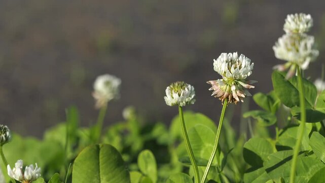 風に吹かれるシロツメクサの花 5倍スローモーション