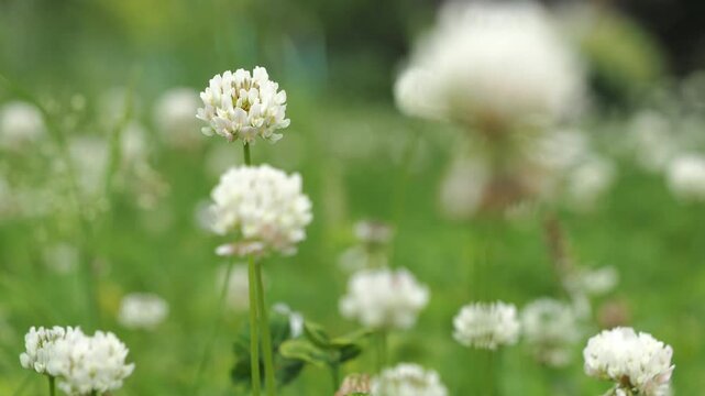 風に吹かれるシロツメクサの花 5倍スローモーション