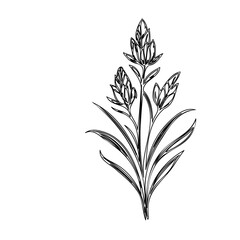 Delicate floral sketch with elongated petals and stems on white canvas