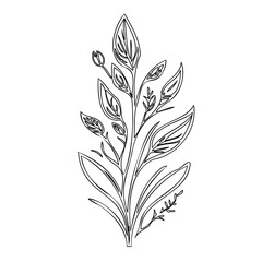 Botanical illustration: An elegant outline of a leafy floral sprig on white