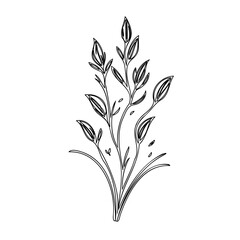 Delicate botanical illustration showcasing refined floral elegance on a clean backdrop