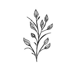 Delicate botanical illustration featuring budding leaves on a slender stem, artwork