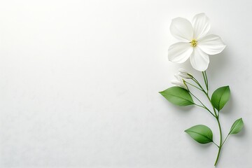 White flower, minimalist arrangement, studio shot, aesthetic presentation, use in design inspiration, or product photography