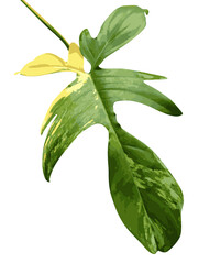 Tropical Variegated Leaf – Philodendron Florida Beauty on White