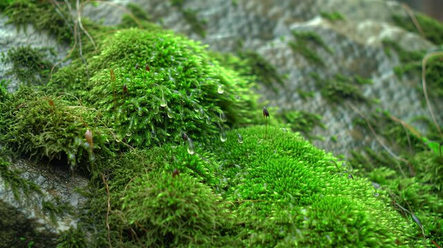 Vivid Green Moss and Lush Vegetation on a Rock Surface with Water Droplets, Showcasing the Beauty of Nature's Microecosystem
