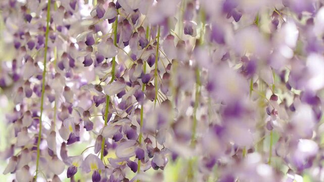 風に揺れる藤の花 5倍スローモーション