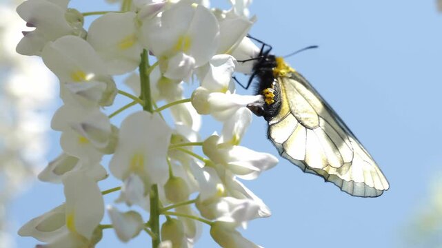 白い藤の花にとまっている蝶