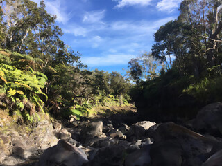 forest in the mountains